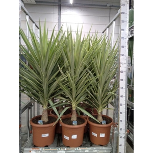 Yucca elephantipes 'Jewel'