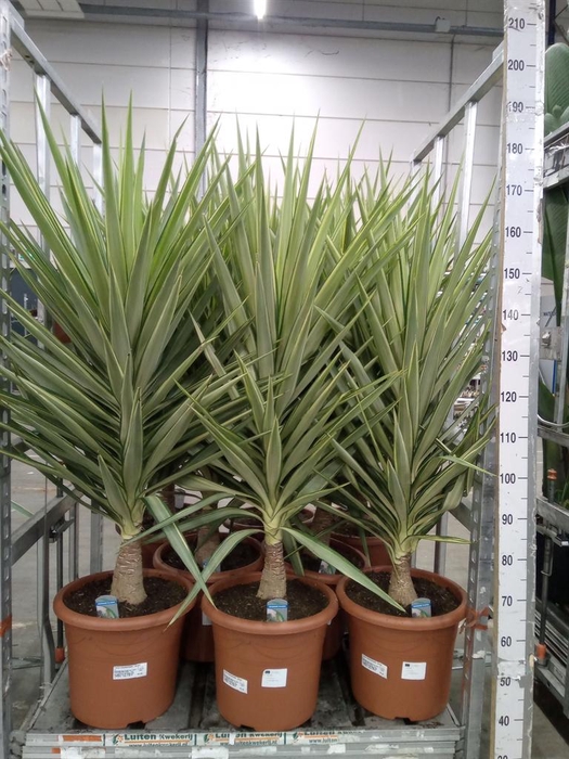 <h4>Yucca elephantipes 'Jewel'</h4>