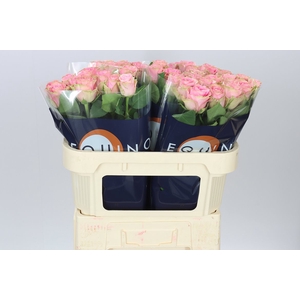 Rosa Gr Renaissance