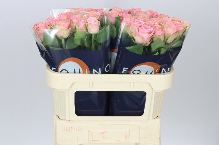 <h4>Rosa Gr Renaissance</h4>