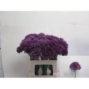 ALLIUM PURPLE SENS