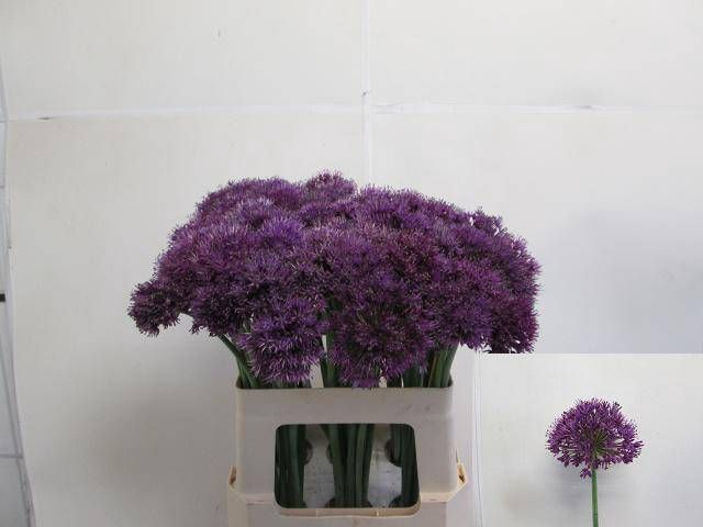 <h4>ALLIUM PURPLE SENS</h4>