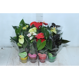 ANTHURIUM VARIADO P09