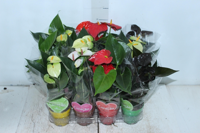 <h4>ANTHURIUM VARIADO P09</h4>