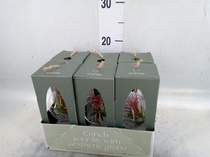 <h4>Arr.  Tillandsia L%</h4>