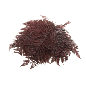 Fern Bracken Preserved Bordeaux
