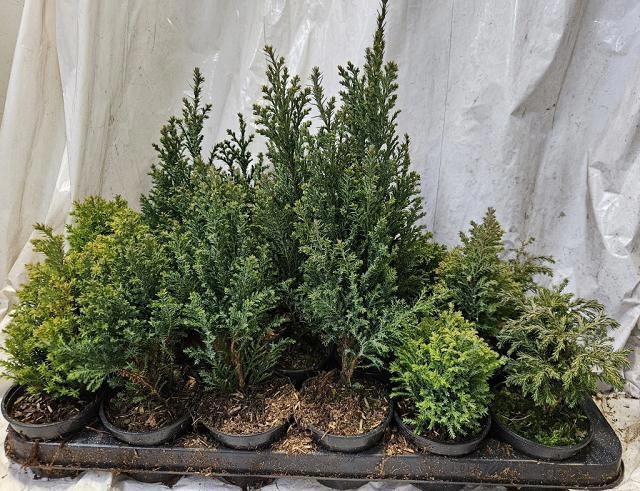 <h4>CONIFEREN GEM</h4>