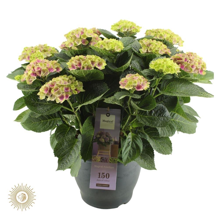 <h4>Magical Amethyst</h4>