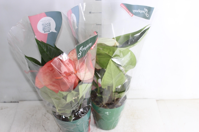 <h4>ANTHURIUM SCHERZERIANUM VARIADO P15</h4>