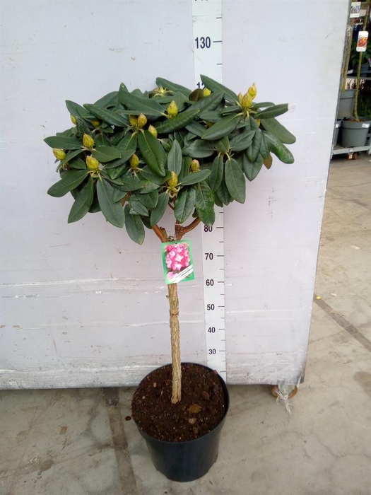 <h4>Rhododendron   ...</h4>