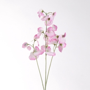 AF Lathyrus spr x3 L75cm L.pi