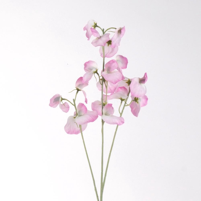 <h4>AF Lathyrus spr x3 L75cm L.pi</h4>