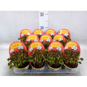 Oxalis deppei