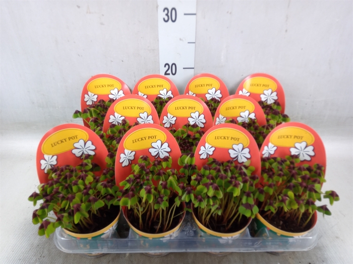 <h4>Oxalis deppei</h4>