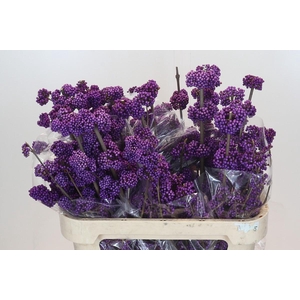 Callicarpa Bodinieri Profusion