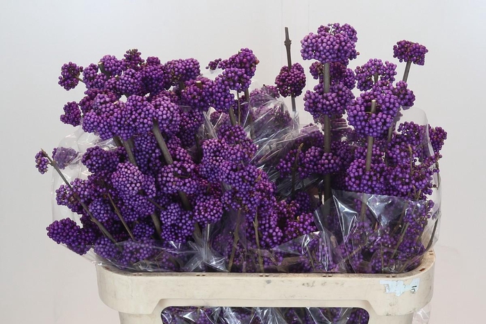 <h4>Callicarpa Bodinieri Profusion</h4>