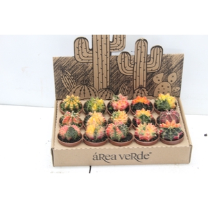 CACTUS GYMNOCALYCIUM MIHANOVICHII P06