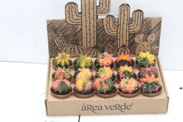 <h4>CACTUS GYMNOCALYCIUM MIHANOVICHII P06</h4>