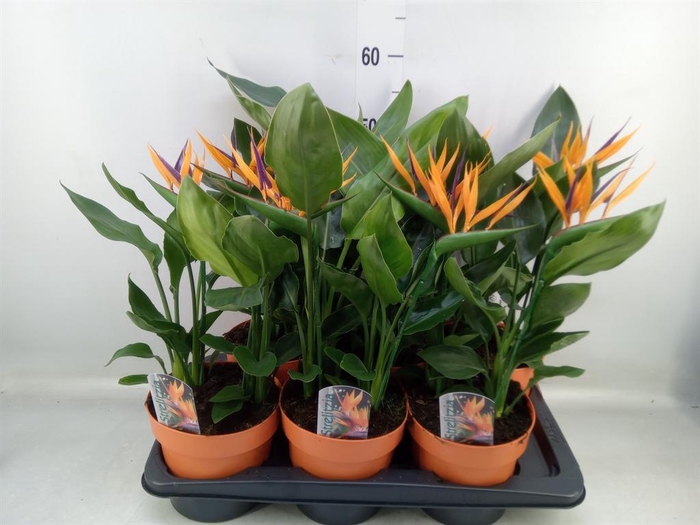 <h4>Arr.  Strelitzia L%</h4>