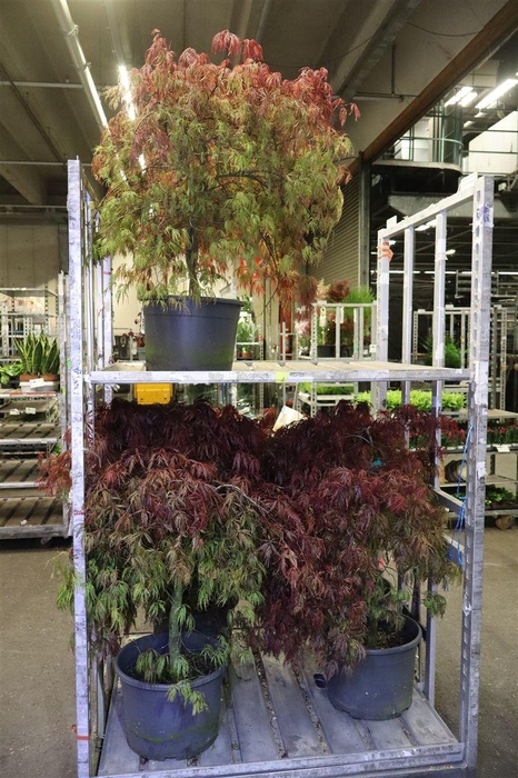 <h4>arr8 Acer Pa Garnet</h4>