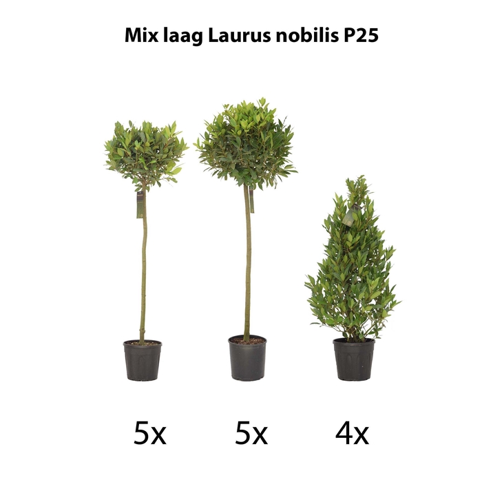 Mix laag Laurus nobilis P25