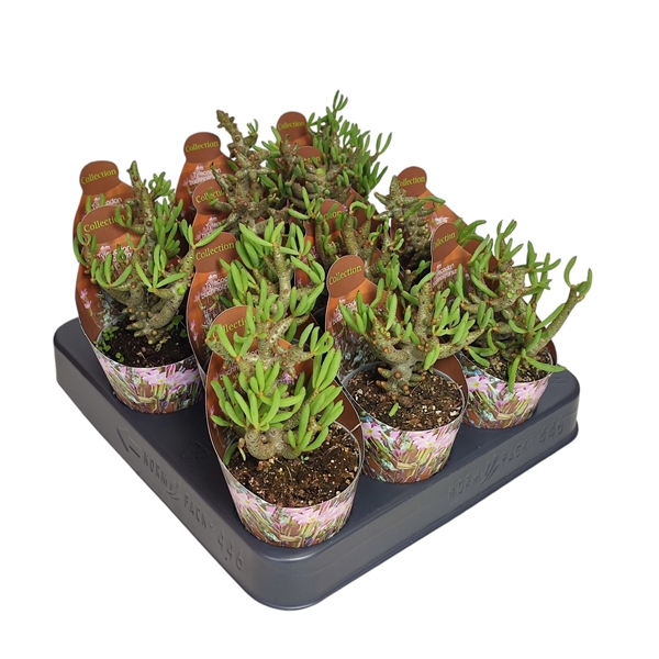 <h4>TYLECODON BUCHOLZIANUS - POT Ø 6,5 - COLLECTION WITH POTCOVER (SUCCULENTEN)</h4>