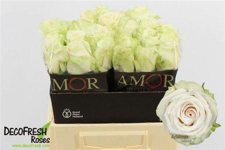 <h4>R Gr Adalonia</h4>