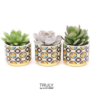 TRULY Succulent, Retro