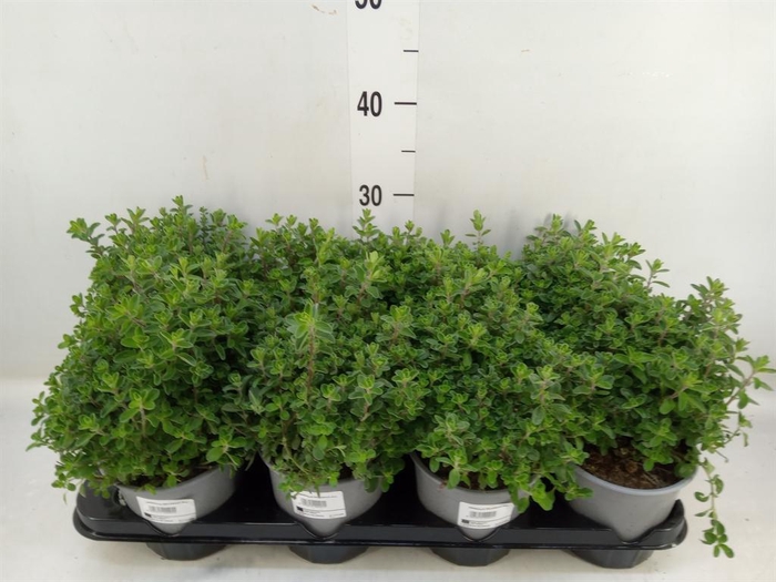 <h4>Origanum majorana</h4>