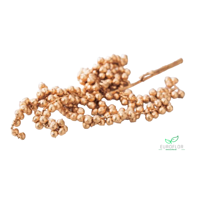 <h4>CANELLA GOLD</h4>