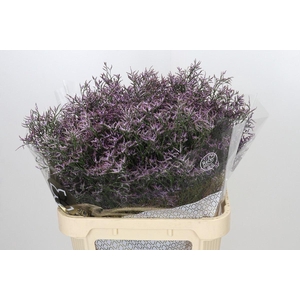 LIMONIUM PIUMA SKY LIMONIUM OV PIUM