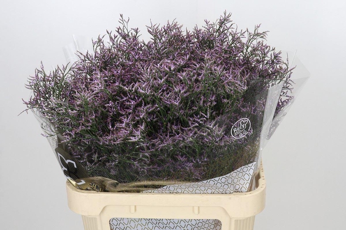 <h4>LIMONIUM PIUMA SKY LIMONIUM OV PIUM</h4>