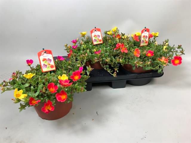<h4>PORTULACA</h4>