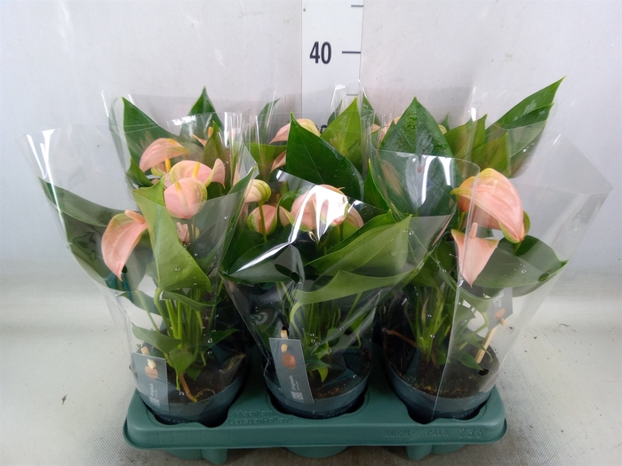 <h4>Anthurium andr. 'Joli Peach'</h4>