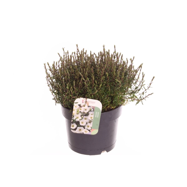 <h4>Arenaria montana Blizzard Compact</h4>