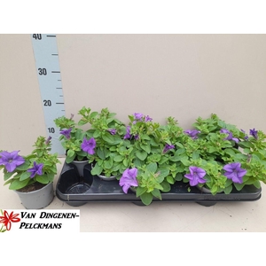 PET SKY BLUE SURFINI