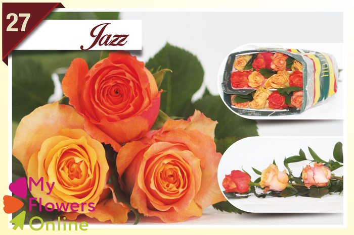 <h4>R Gr Rainbow Jazz 40cm EC</h4>
