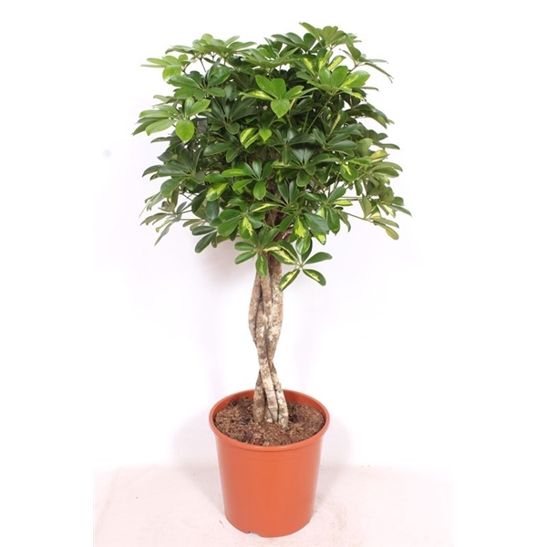 <h4>Schefflera arboricola 'Gold Capella'</h4>