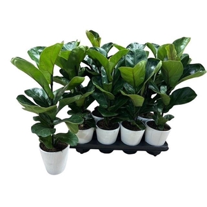 FICUS LYRATA BAMBINO