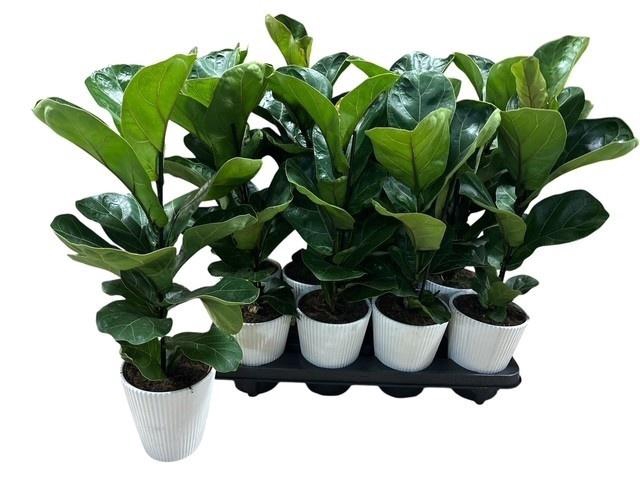 <h4>FICUS LYRATA BAMBINO</h4>
