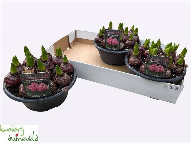 <h4>HYACIN PINK PEARL</h4>