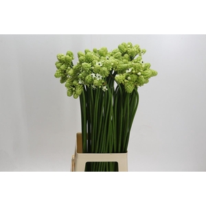 Ornithogalum Saundersiae