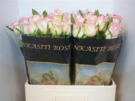 <h4>R Gr Jumilia</h4>