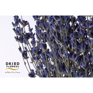 Dried Lavender Dark Blue 50gr x20