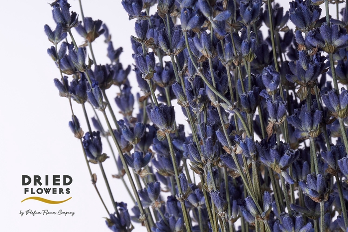 Dried Lavender Dark Blue 100gr x20