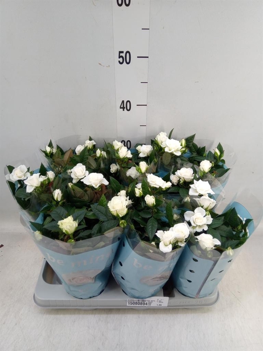 <h4>Rosa 'White Jewel'</h4>