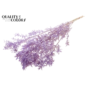 Ruscus 70cm 5 pc/bunch Bleached Milka (2x5 bunch/poly)