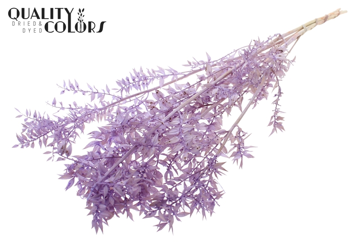 Ruscus 70cm 5 pc/bunch Intense Milka (2x5 bunch/poly)