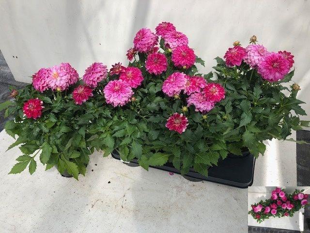 <h4>DAHL D LISA DAR PINK</h4>