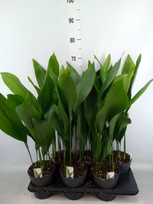 <h4>Aspidistra elat.</h4>